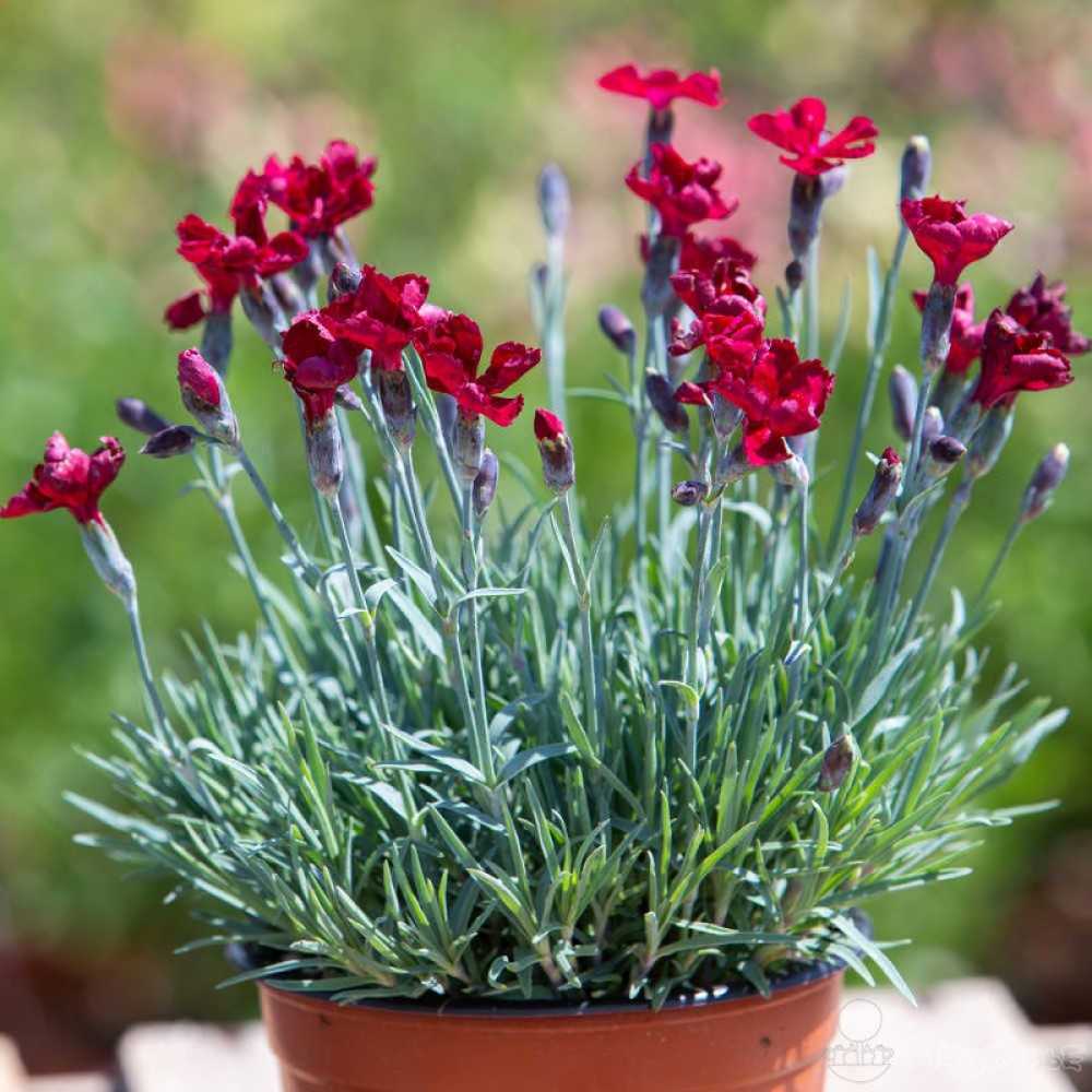 Превью изображения