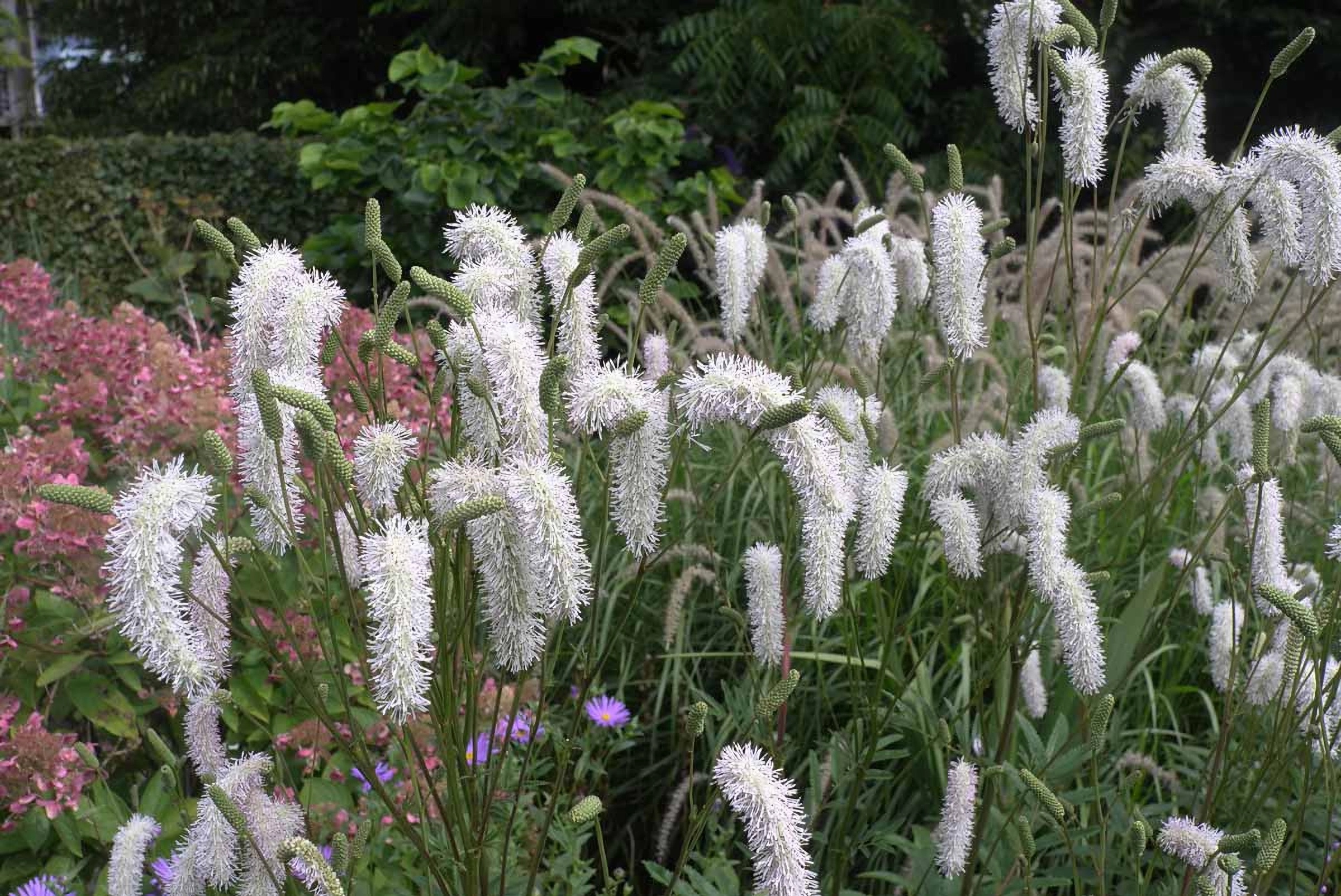 Превью изображения