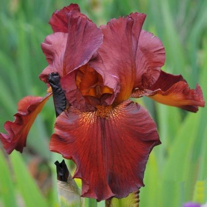 Превью изображения