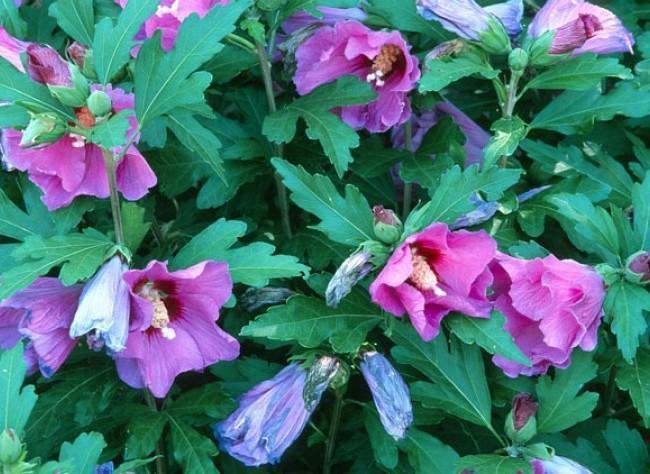 Превью изображения