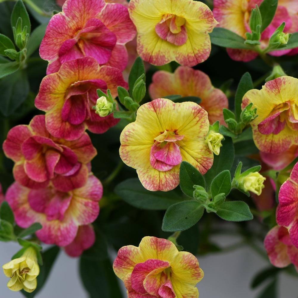 Превью изображения