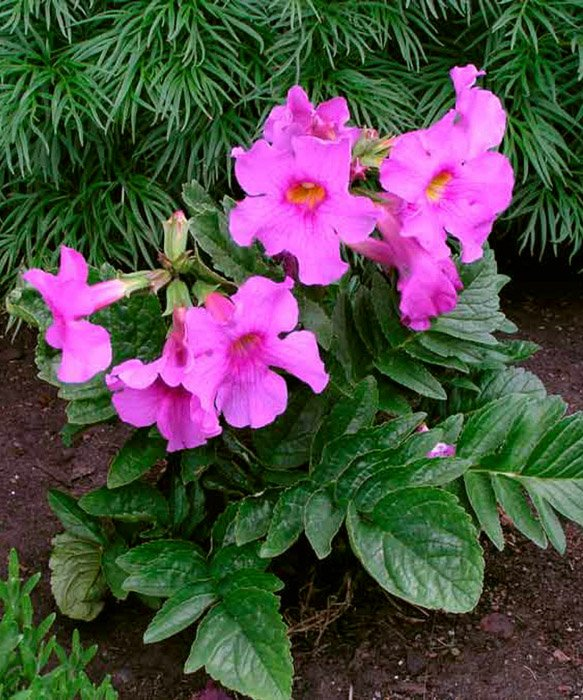 Превью изображения