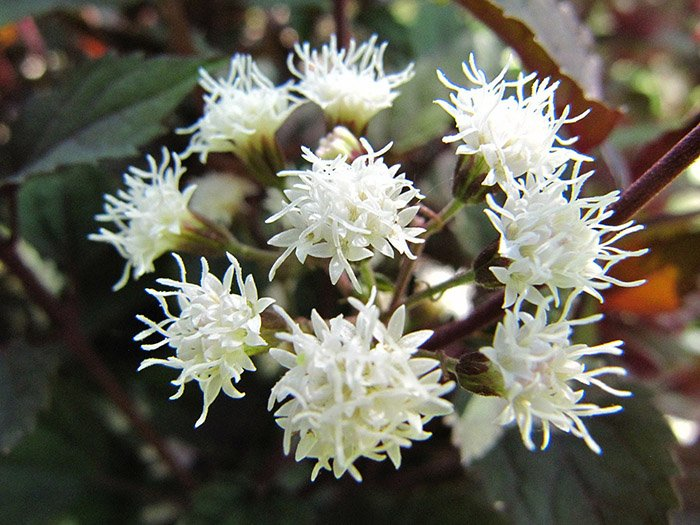 Превью изображения