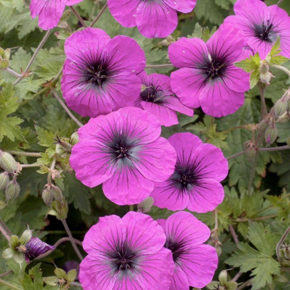 Превью изображения