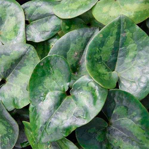 Превью изображения