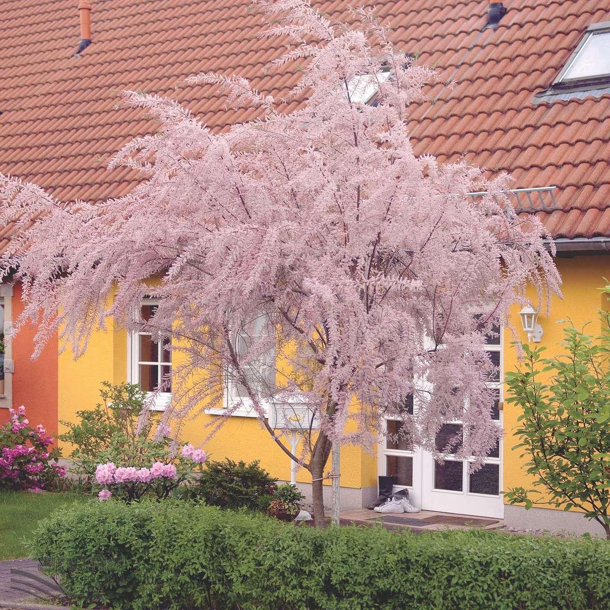 Превью изображения