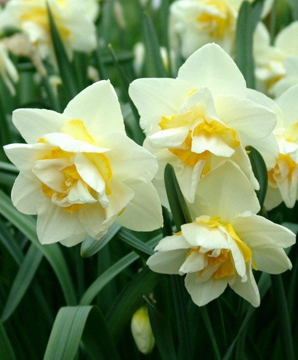 Превью изображения