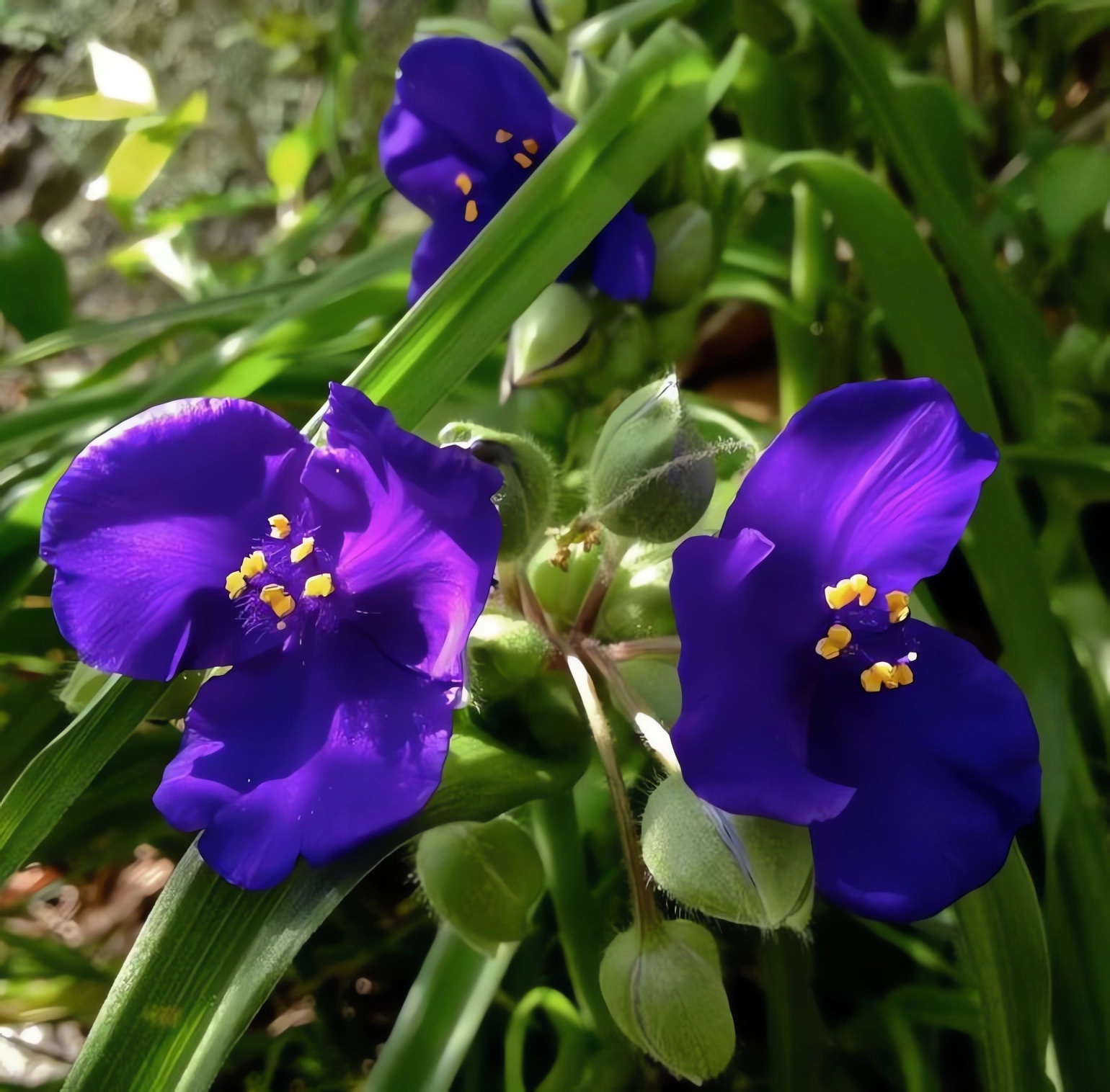 Превью изображения