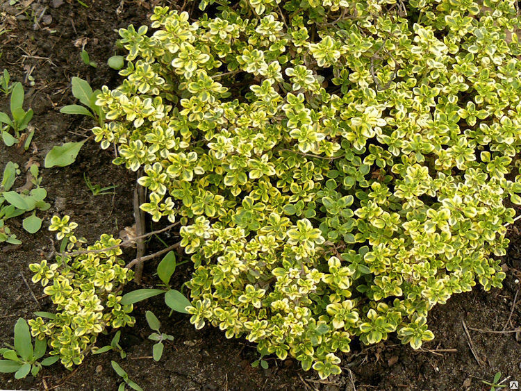 Превью изображения