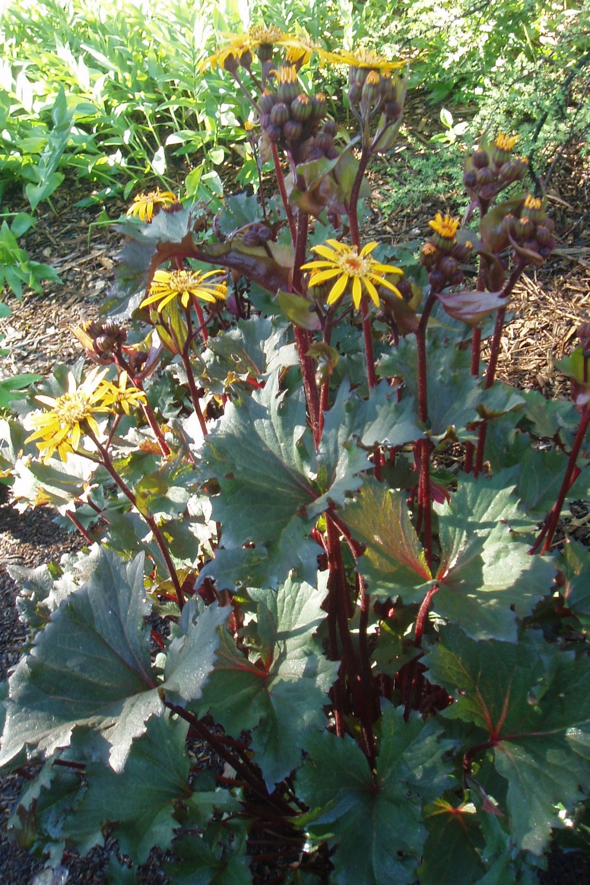 Превью изображения