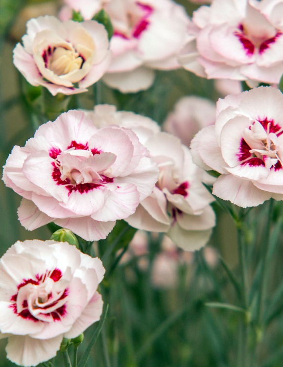 Превью изображения