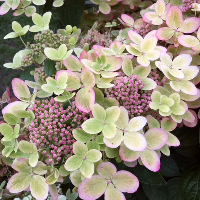 Превью изображения