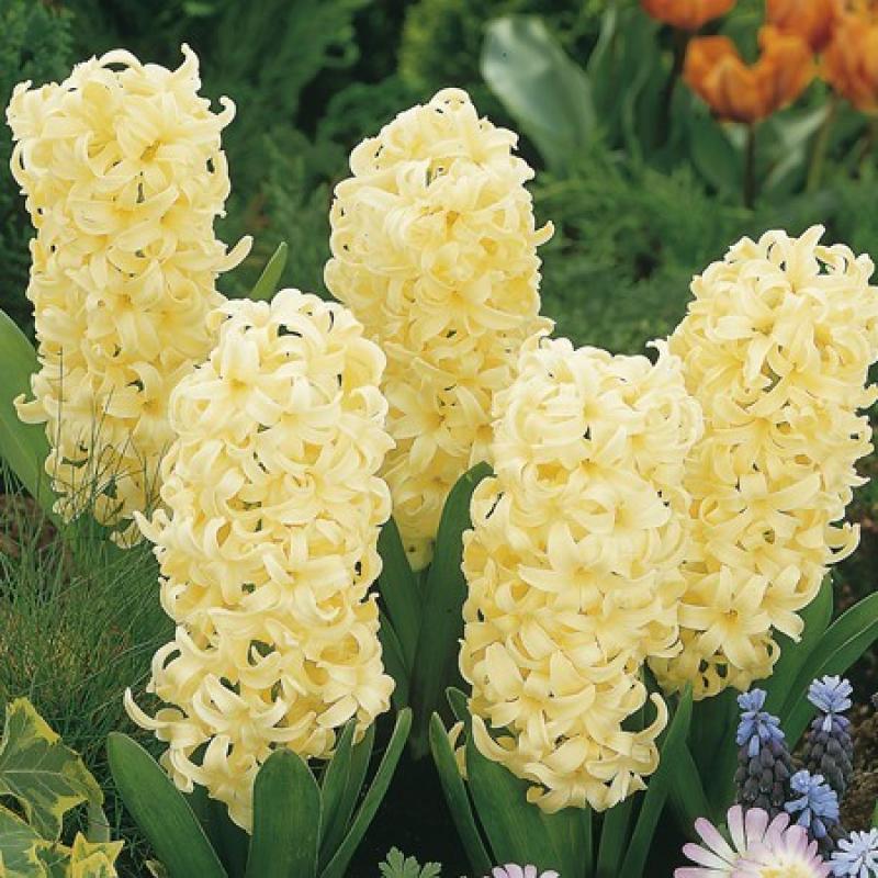 Превью изображения