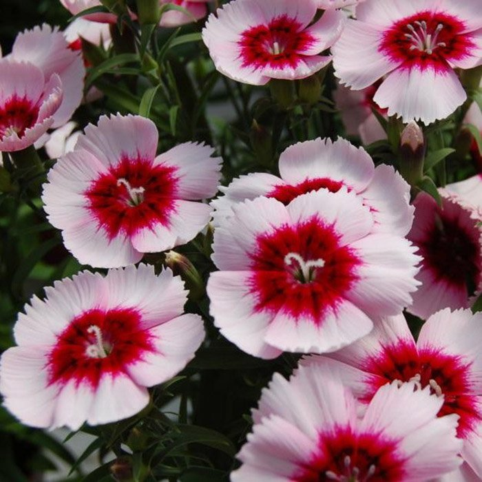 Превью изображения