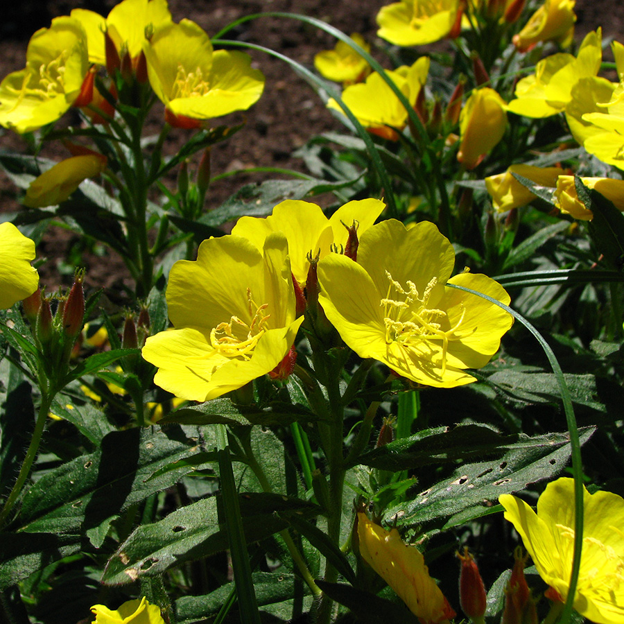 Превью изображения