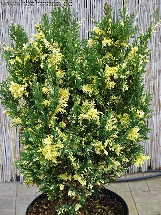 Превью изображения