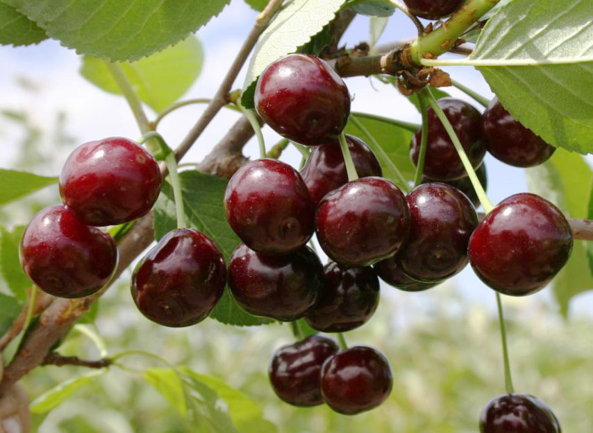 Превью изображения