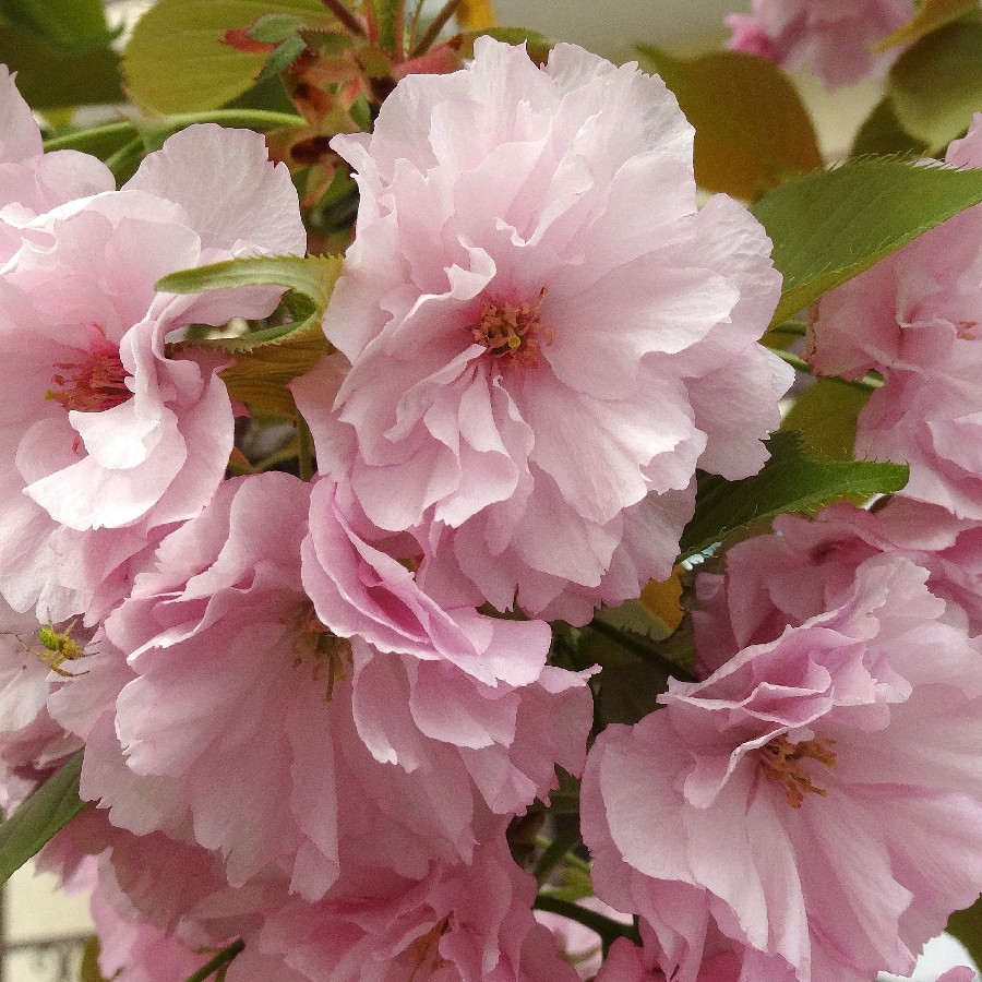 Превью изображения