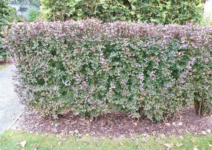 Превью изображения