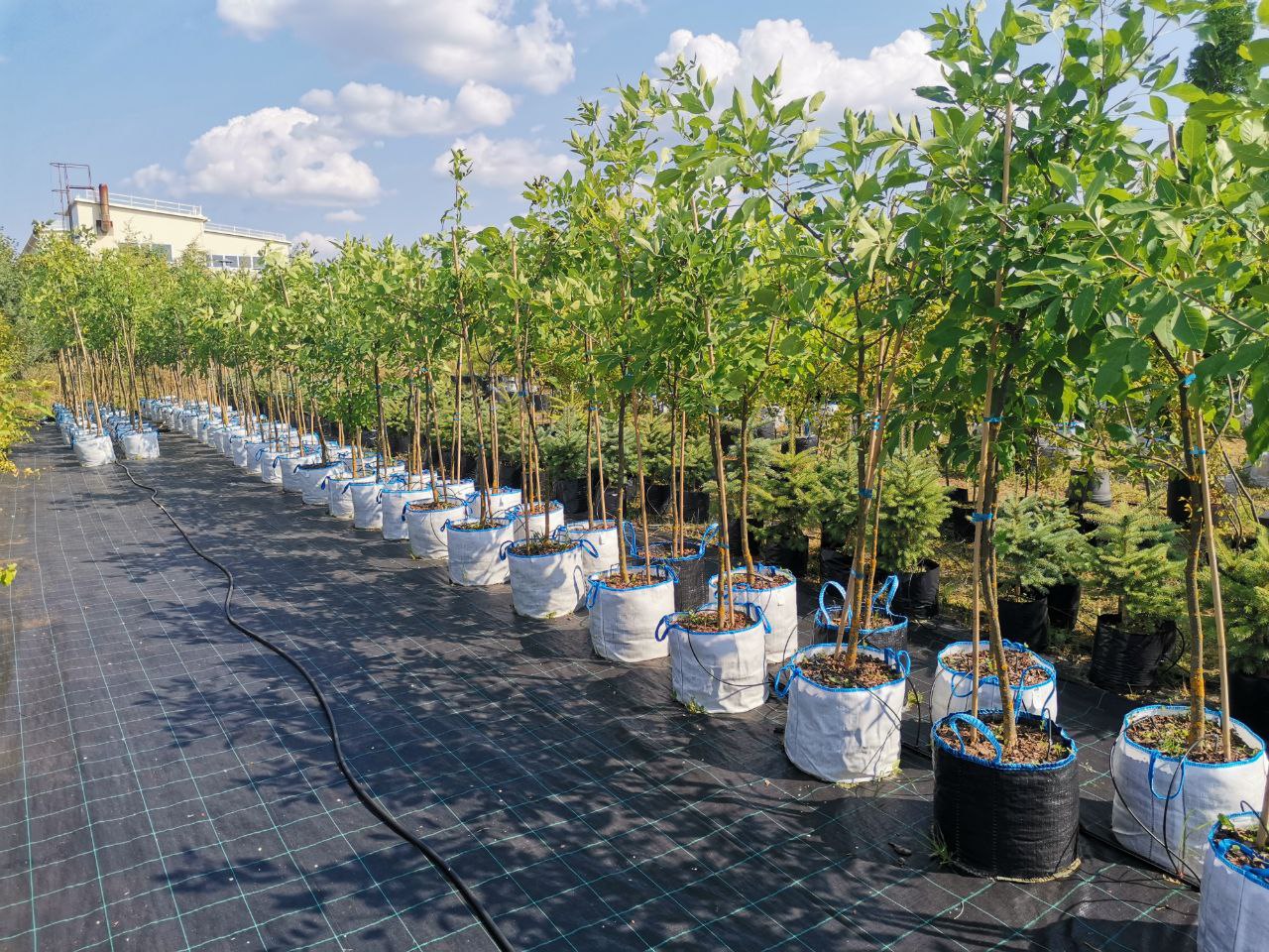 Превью изображения