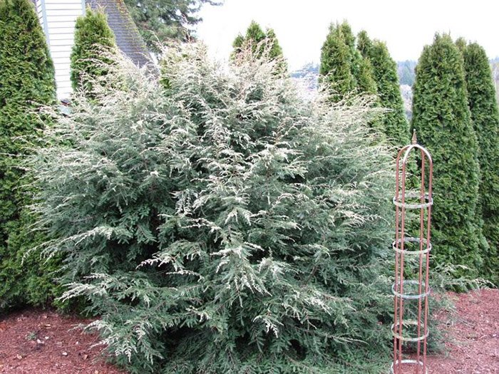 Превью изображения