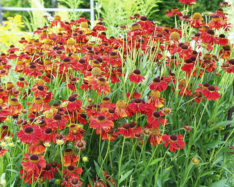 Превью изображения