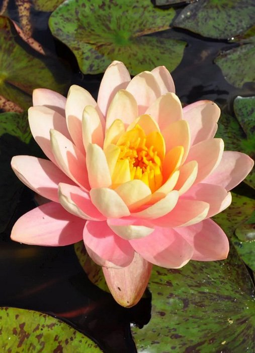 Превью изображения