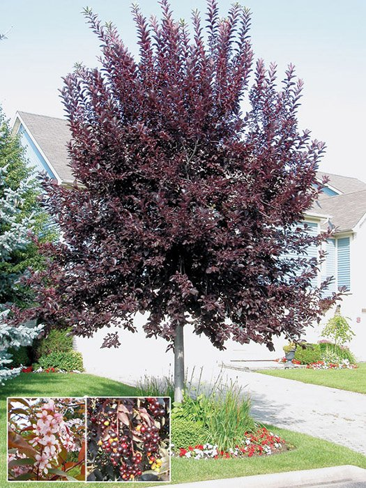 Превью изображения