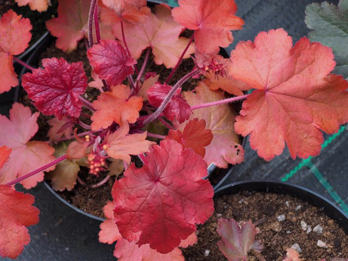 Превью изображения