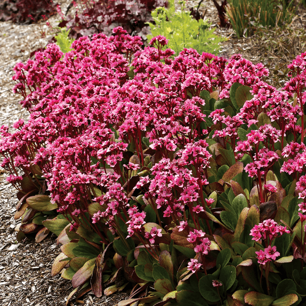 Превью изображения