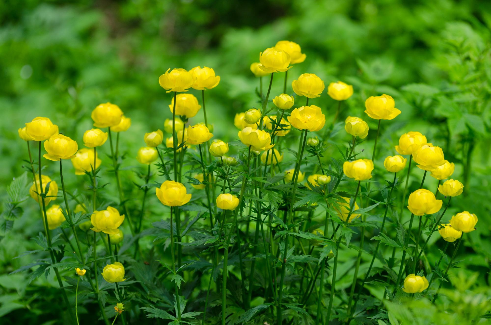 Превью изображения