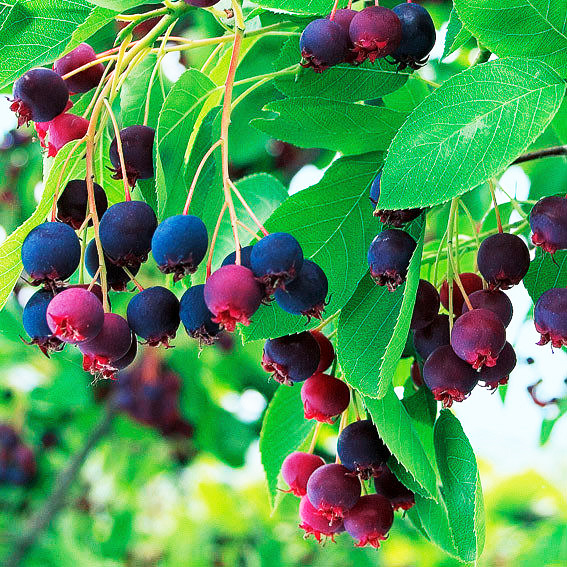 Превью изображения