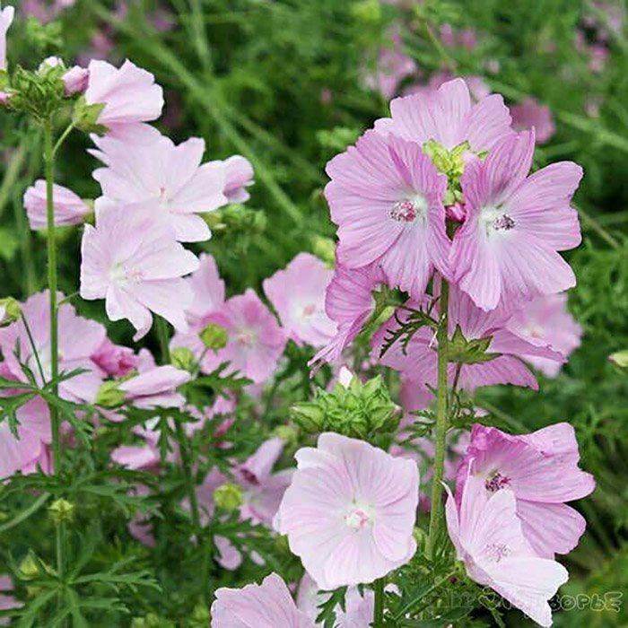 Превью изображения