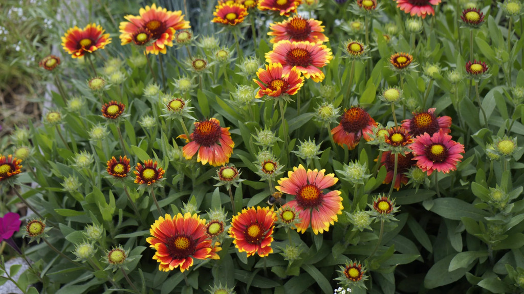 Превью изображения