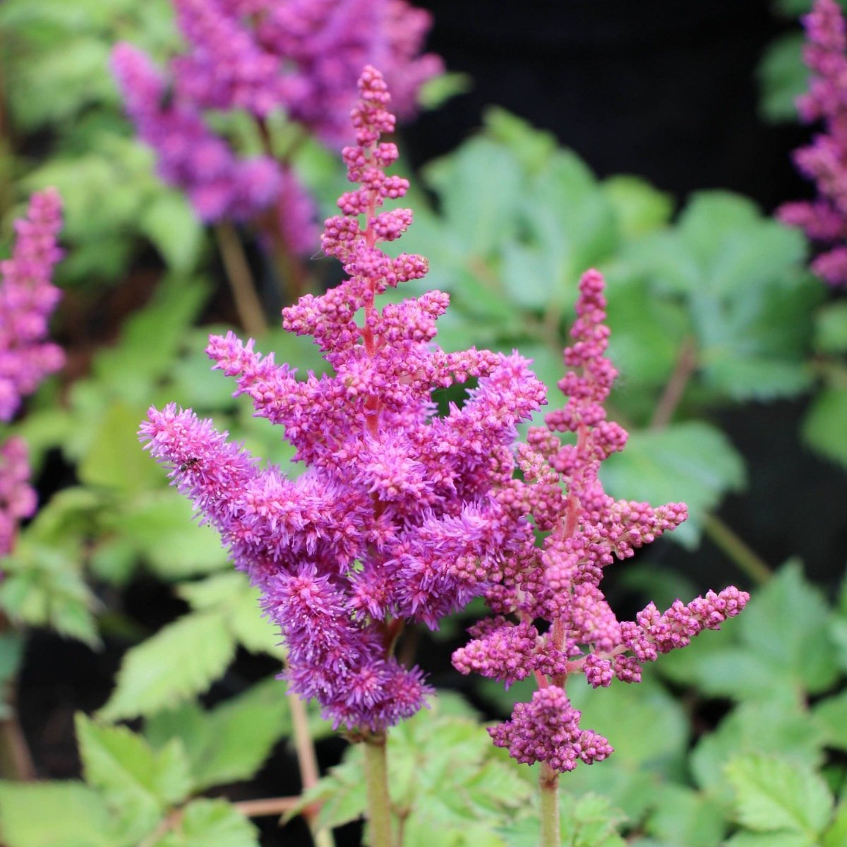 Превью изображения