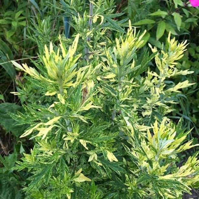 Превью изображения