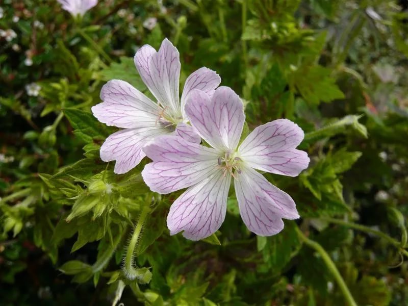 Превью изображения