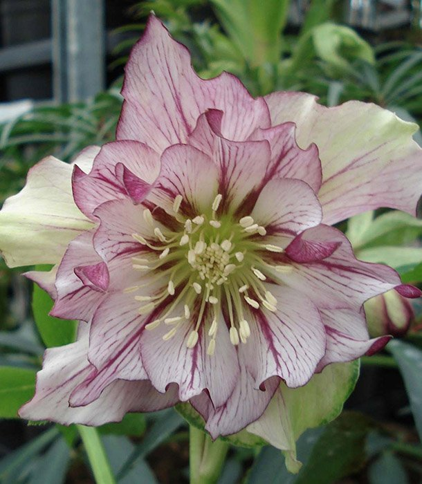 Превью изображения