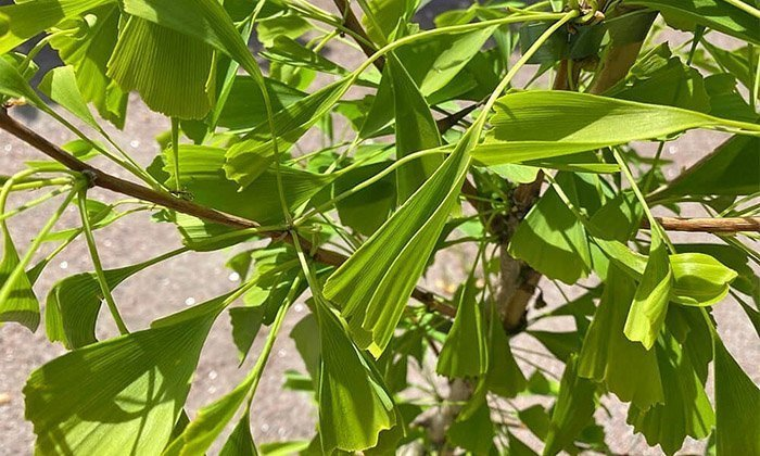 Превью изображения