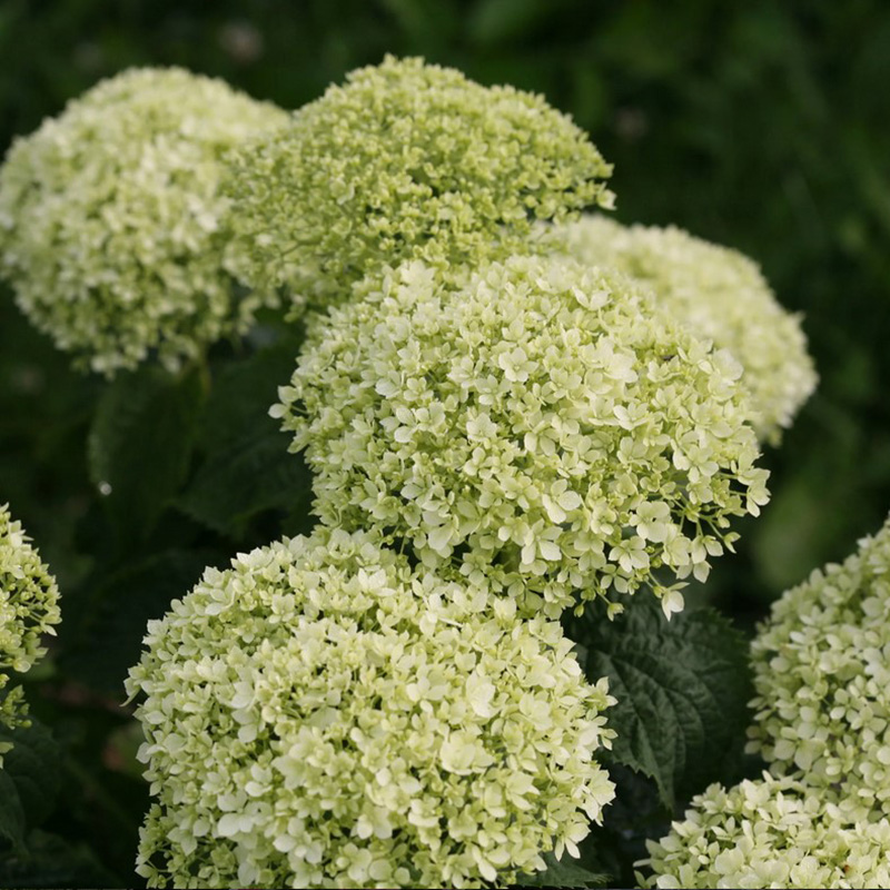 Превью изображения