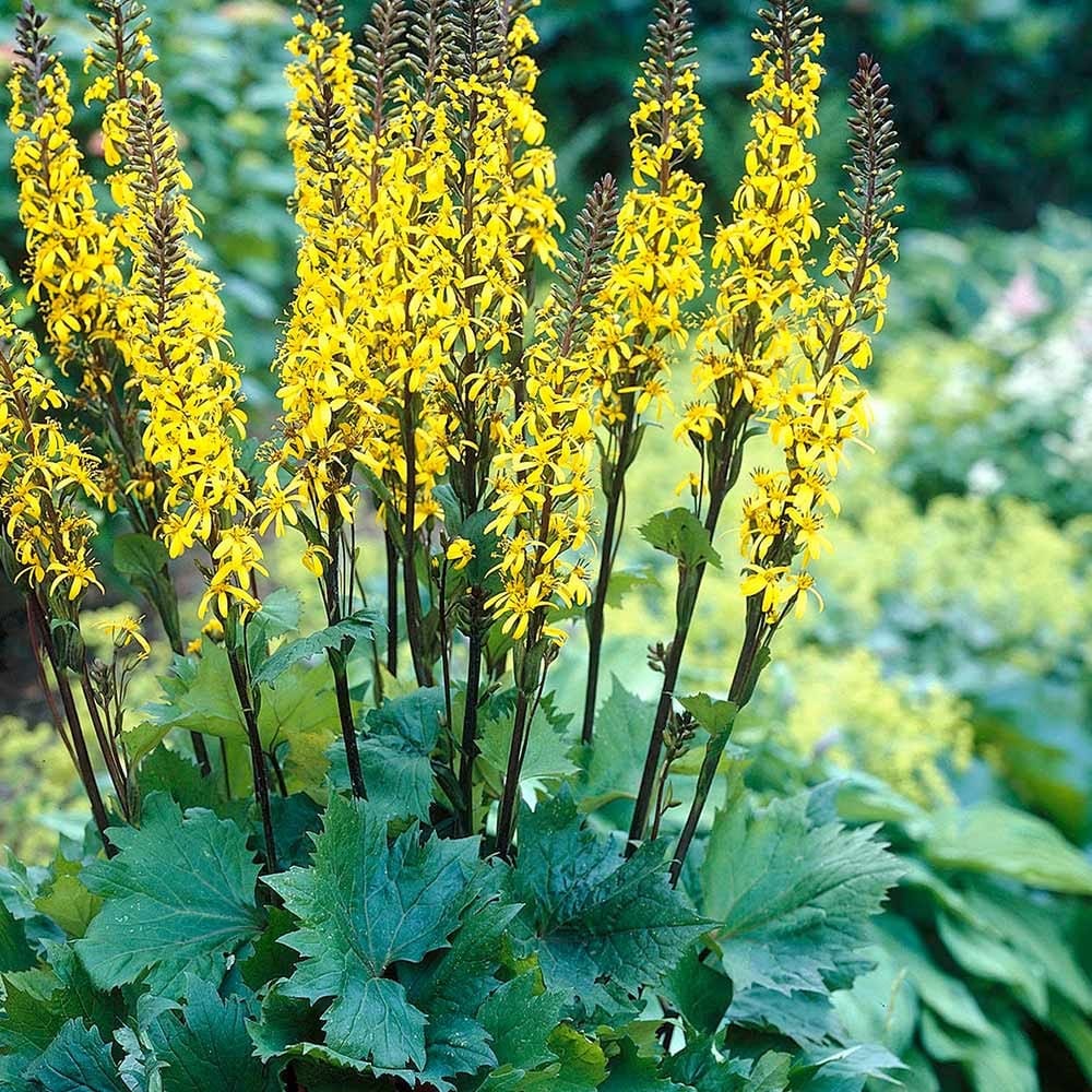 Превью изображения