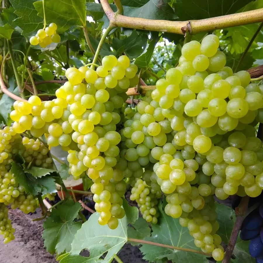 Превью изображения