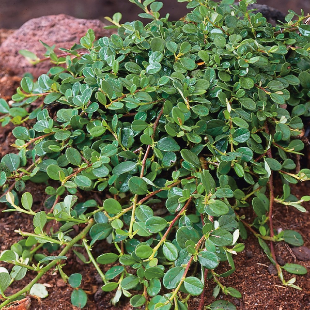 Превью изображения