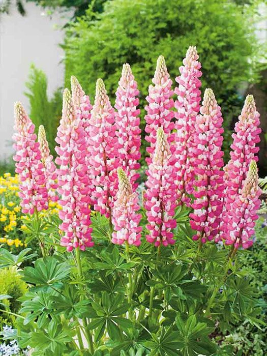 Превью изображения