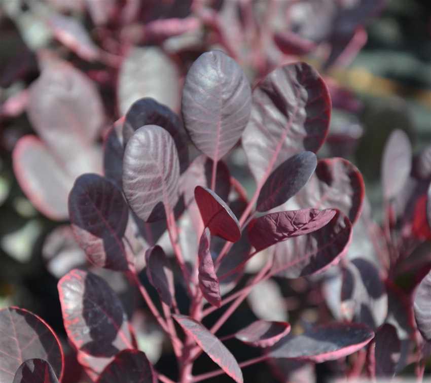 Превью изображения