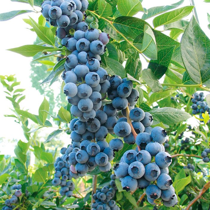 Превью изображения