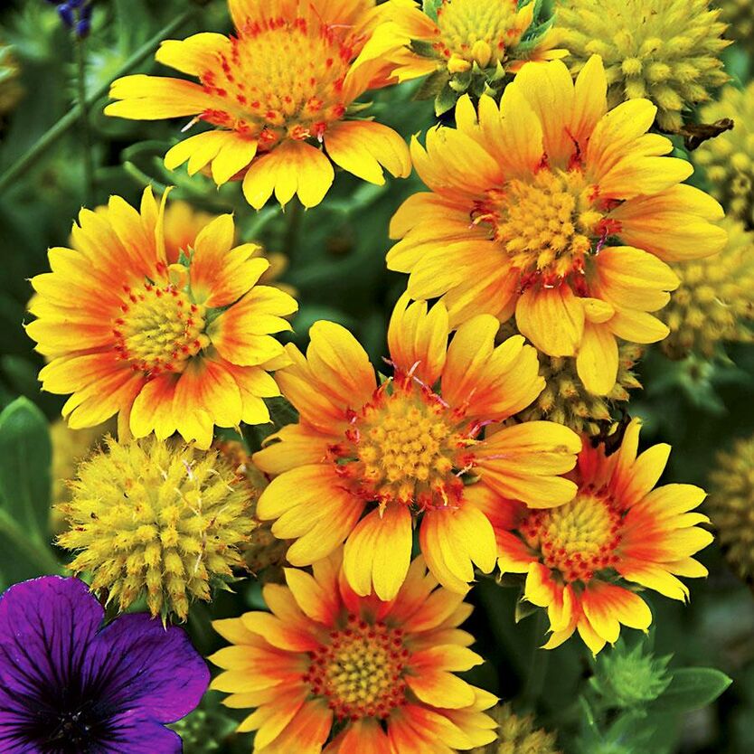 Превью изображения