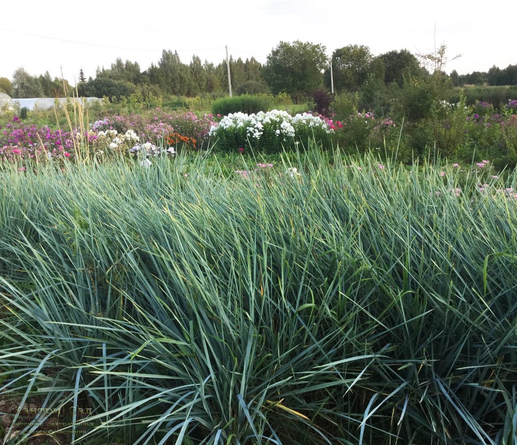 Превью изображения