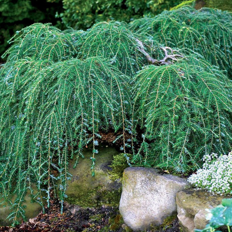 Превью изображения