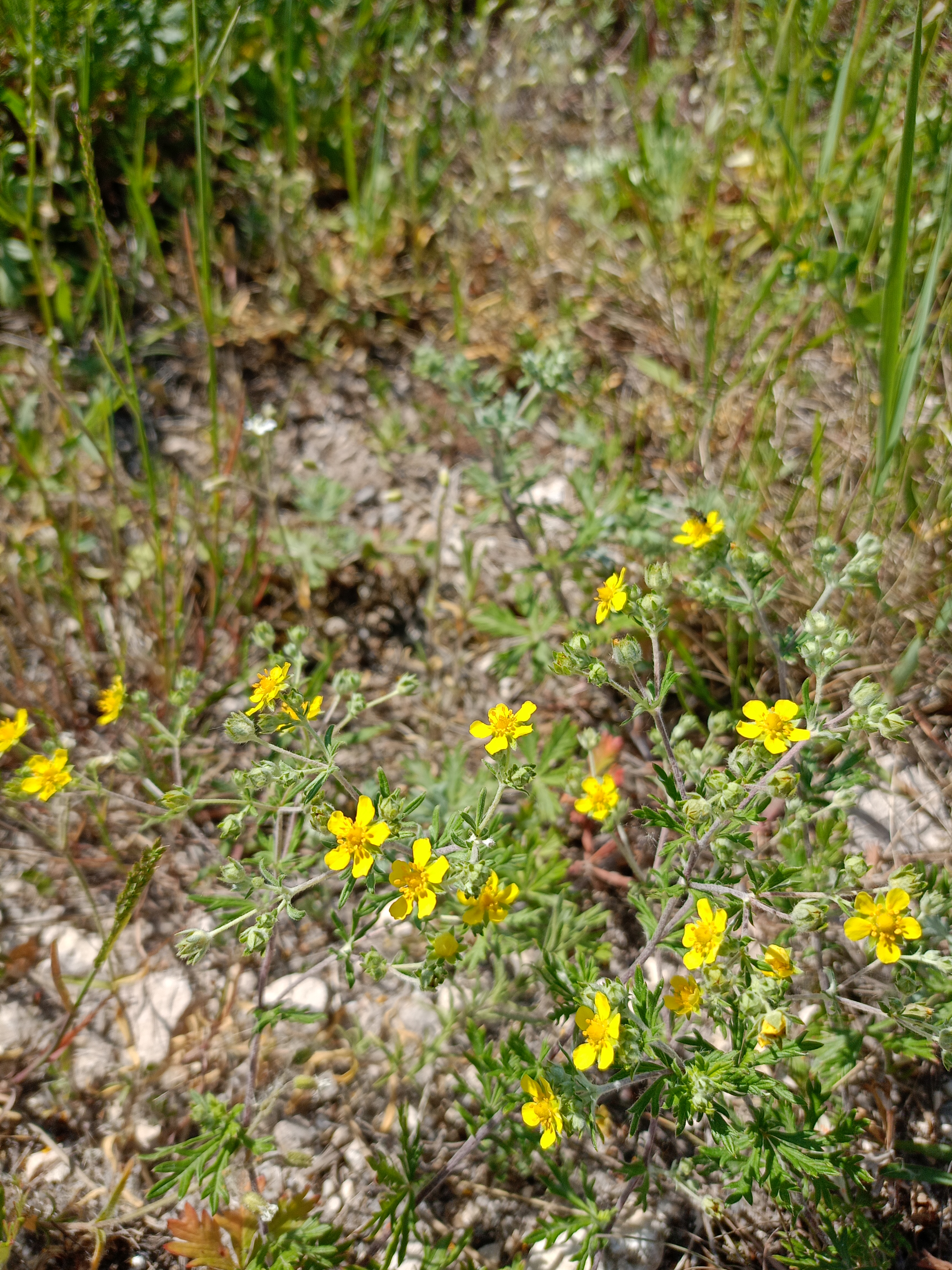 Превью изображения